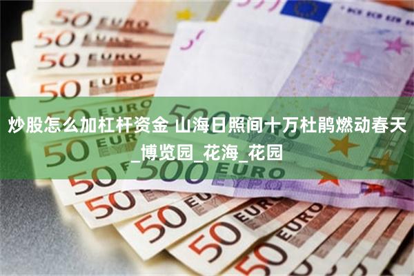 炒股怎么加杠杆资金 山海日照间十万杜鹃燃动春天_博览园_花海_花园